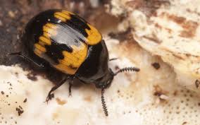 Attēlu rezultāti vaicājumam “Diaperis boleti”