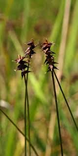 Attēlu rezultāti vaicājumam “Carex dioica”