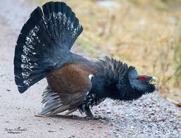 Attēlu rezultāti vaicājumam “Tetrao urogallus male”
