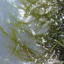 Attēlu rezultāti vaicājumam “Sphagnum riparium”