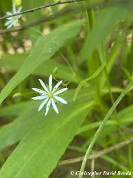 Attēlu rezultāti vaicājumam “Stellaria longifolia flower”