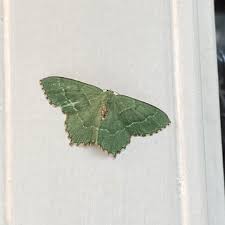 Attēlu rezultāti vaicājumam “Hemithea aestivaria”