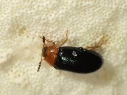 Attēlu rezultāti vaicājumam “Tetratoma fungorum”