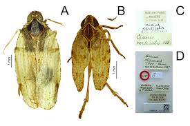 Attēlu rezultāti vaicājumam “Cixius sp.”