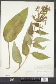 Attēlu rezultāti vaicājumam “Symphytum asperum”