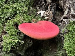 Attēlu rezultāti vaicājumam “Fistulina hepatica”