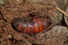 Attēlu rezultāti vaicājumam “Hemaris fuciformis”