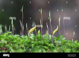 Attēlu rezultāti vaicājumam “Buxbaumia aphylla sporophyte”