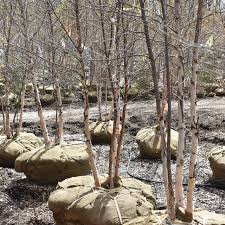 Attēlu rezultāti vaicājumam “Betula papyrifera”