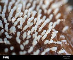 Attēlu rezultāti vaicājumam “Diachea leucopodia young”