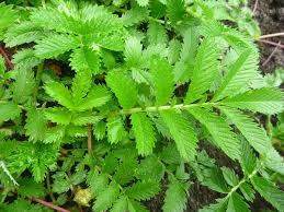 Attēlu rezultāti vaicājumam “Potentilla arenaria leaf”
