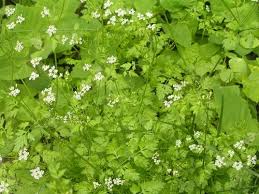 Image result for Anthriscus cerefolium