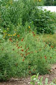 Image result for Ratibida columnifera