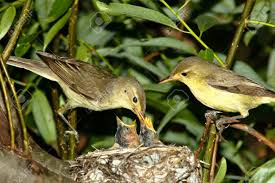 Attēlu rezultāti vaicājumam “Hippolais icterina”