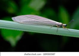 Attēlu rezultāti vaicājumam “Myrmeleontidae imago”