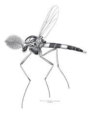 Attēlu rezultāti vaicājumam “Cricotopus”