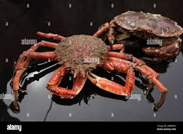 Image result for Maja brachydactyla