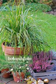 Attēlu rezultāti vaicājumam “Calamagrostis arundinacea leaf”