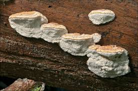Attēlu rezultāti vaicājumam “Leptoporus mollis”