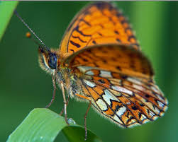 Attēlu rezultāti vaicājumam “Clossiana selene”