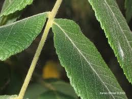 Attēlu rezultāti vaicājumam “Juglans cinerea leaf”