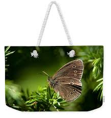 Attēlu rezultāti vaicājumam “Aphantopus hyperantus underside”