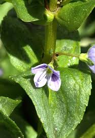 Attēlu rezultāti vaicājumam “Veronica anagallis-aquatica leaf”