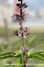 Attēlu rezultāti vaicājumam “Ocimum basilicum flower”