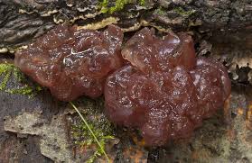 Attēlu rezultāti vaicājumam “Ascotremella faginea”