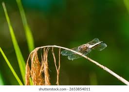 Attēlu rezultāti vaicājumam “Orthetrum cancellatum”