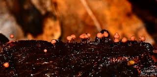 Attēlu rezultāti vaicājumam “Trichia botrytis”