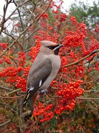 Attēlu rezultāti vaicājumam “Bombycilla garrulus”