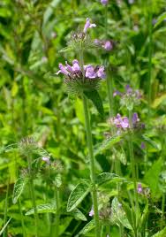 Attēlu rezultāti vaicājumam “Clinopodium vulgare leaf”