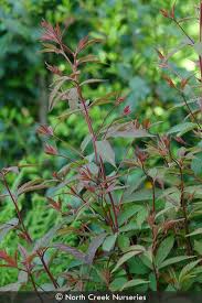 Attēlu rezultāti vaicājumam “Gillenia trifoliata”