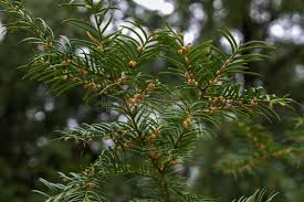 Attēlu rezultāti vaicājumam “Taxus baccata male flower”