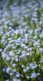 Image result for Vergissmeinnicht