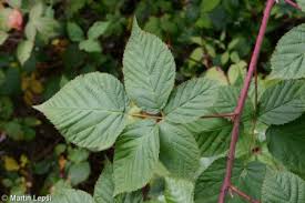 Attēlu rezultāti vaicājumam “Rubus nessensis fruit”