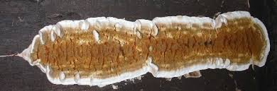 Attēlu rezultāti vaicājumam “Didymium serpula”