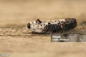 Attēlu rezultāti vaicājumam “Hedya salicella”