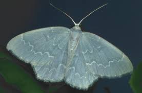 Attēlu rezultāti vaicājumam “Jodis putata”