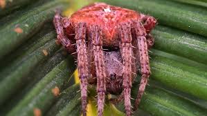 Attēlu rezultāti vaicājumam “Araneus angulatus”