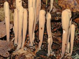 Attēlu rezultāti vaicājumam “Clavariadelphus ligula”