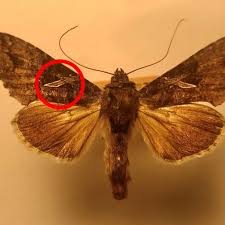 Attēlu rezultāti vaicājumam “Noctuidae”