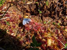 Attēlu rezultāti vaicājumam “Vacciniina optilete”