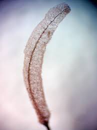 Attēlu rezultāti vaicājumam “Stemonitopsis aequalis (var. aequalis)”