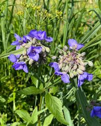 Attēlu rezultāti vaicājumam “Tradescantia virginiana flower”