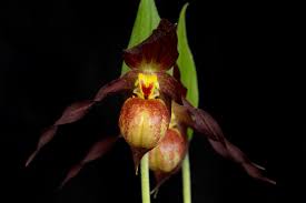 Attēlu rezultāti vaicājumam “Cypripedium calceolus flower”