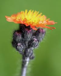 Image result for Hieracium aurantiacum