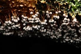 Attēlu rezultāti vaicājumam “Badhamia utricularis plasmodium”