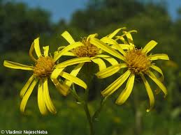 Attēlu rezultāti vaicājumam “Jacobaea paludosa”